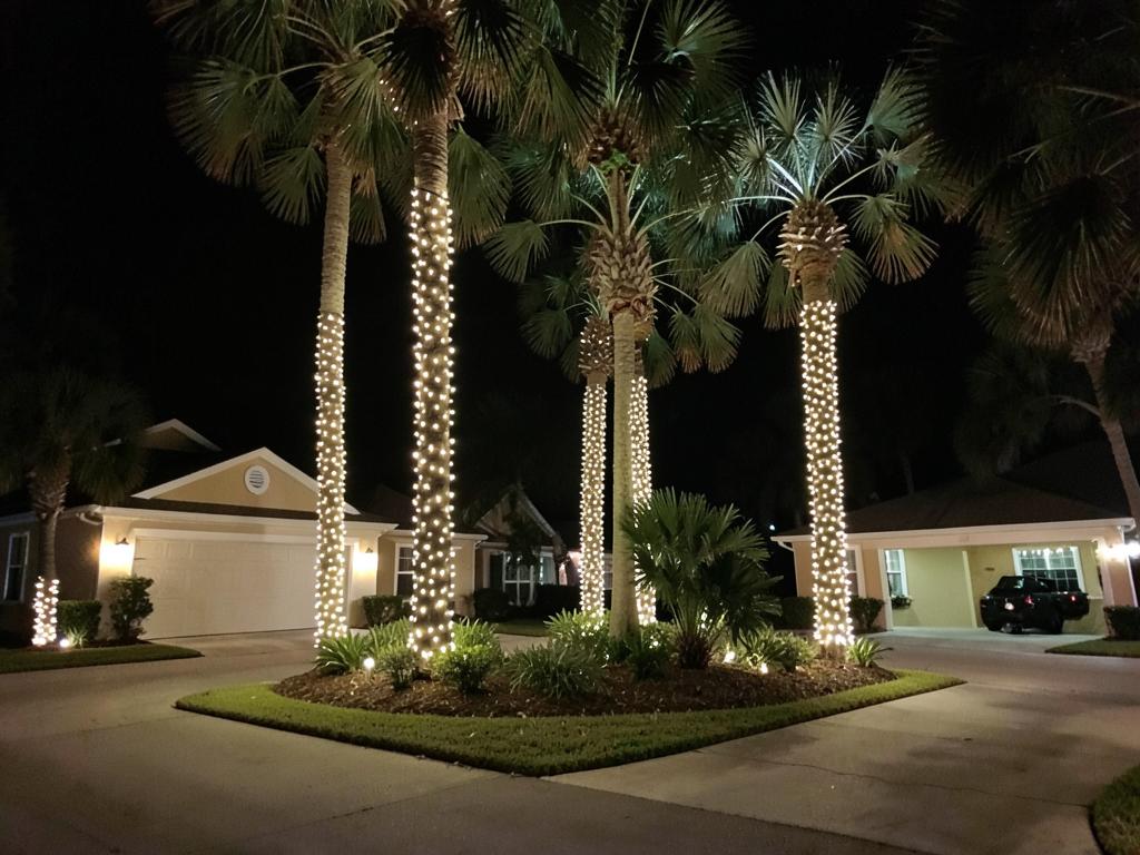 Palm trees wrapped in warm white lights at a Palm Harbor home